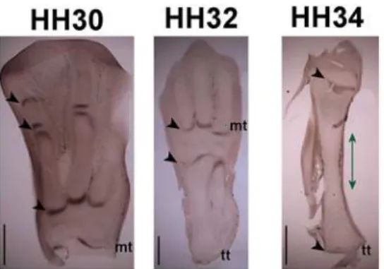 Figure 4. Ihh expression patterns in sections of the avian hindlimb at stages HH30, HH32 and HH34