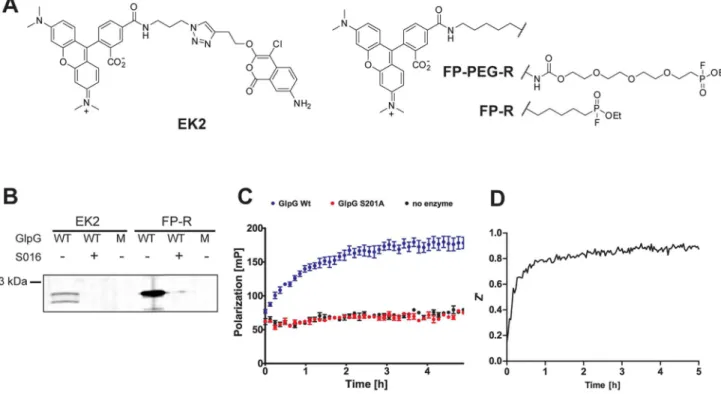 Figure 1. Development of a rhomboid FluoPol ABPP assay. (A) Chemical structures of the ABPs EK2 and FP-R/FP-PEG-R
