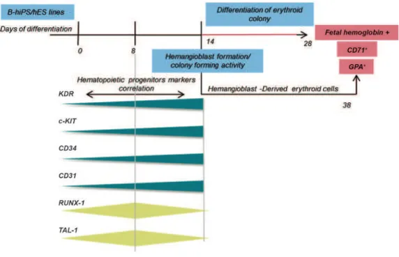Fig 6: Summary of cellular and molecular events during differentiation of iPSCs and hESCs