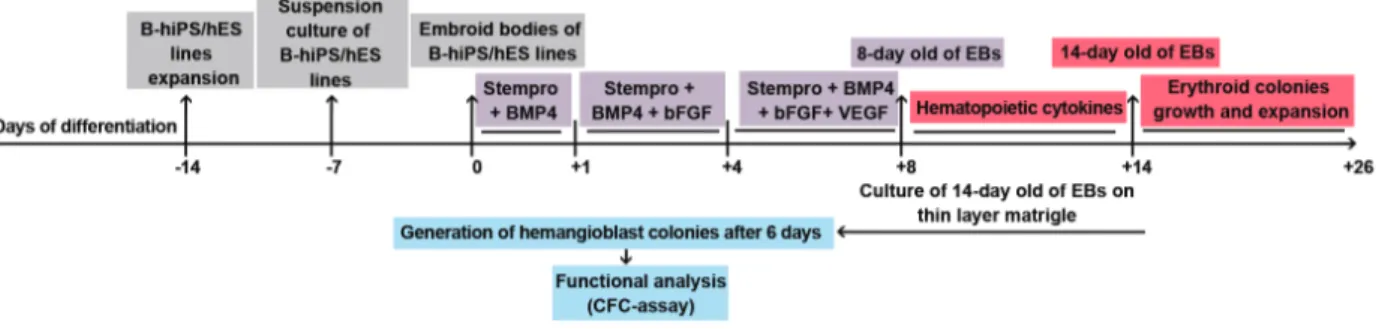 Fig 1: Schematic steps of erythroid differentiation by hiPSCs and hESCs. B-hiPS; Bombay human-induced pluripotent stem,  hES; Human embryonic stem, BMP; Bone morphogenetic protein, bFGF; Basic ibroblast growth factor, VEGF; Vascular  endothelial growth fac