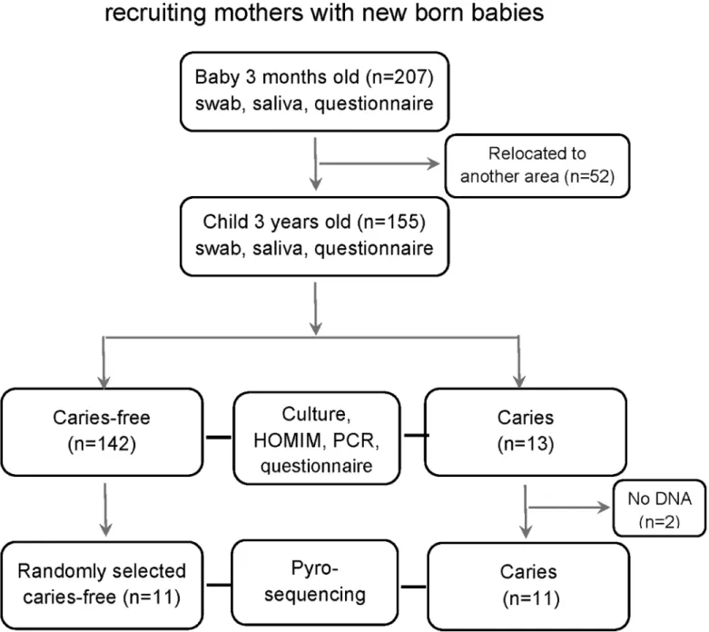 Fig 1. Flow chart diagram. Description of number of study participants and dropouts, data collection and analyses and caries status at 3 years of age.