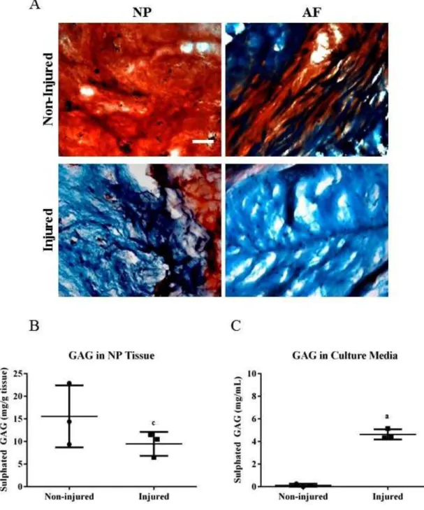 Fig. 3. Proteoglycan content within and released by injured and non-injured discs. (A) Representative histological  sections of safranin-O/fast green staining of non-injured and injured disc tissue 14 days post-loading (scale bar,  200 μm)