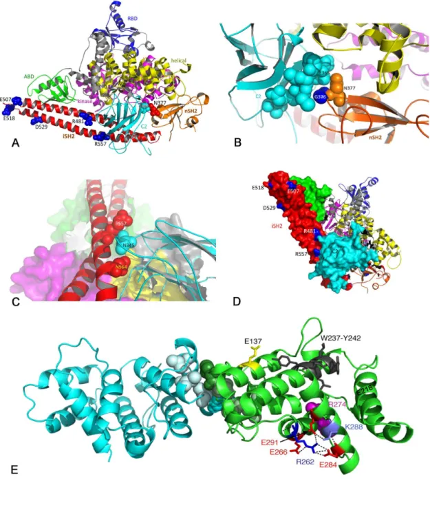 Figure 2.  Position of mutations in the p85α protein.  A. Ribbon diagram of the structure of the complex of p110α with the niSHβ region of p85α (PDB code βRD0) showing residues mutated in UC