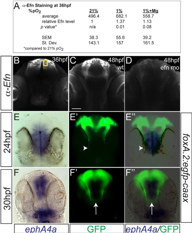 Figure 6. Hypoxia increased ephrinB2a expression in a pattern complementary to its receptor ephA4a 