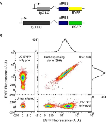 Figure 1. Expression heterogeneity in a clone. A) Bicistronic antibody expression constructs [44] designed to screen IgG4 kappa light chain (LC) and gamma heavy chain (HC) transcription using fluorescent reporter proteins (EGFP and EYFP) translated from th