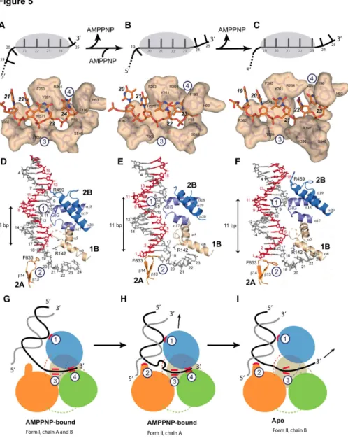 Figure 5.  DNA binding of drUvrD.  Illustrations of drUvrD binding to dsDNA with a γ′-ssDNA tail in form I (A,D and G), form II with AMPPNP bound (B, E and H) and in the apo-form of form II (C, F and I)