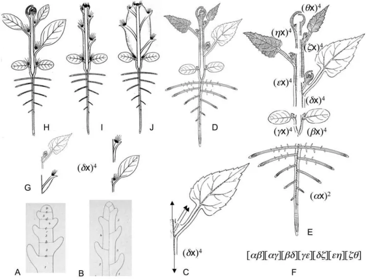 Figure 3. Basic types of segmentation of a stem, descriptions of Troll’s bauplan of angiosperms and the principle of variable proportions