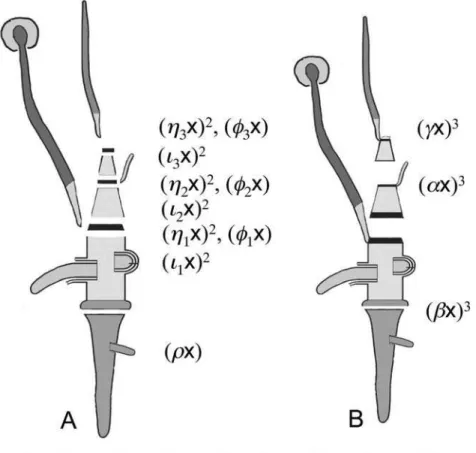 Figure 4. Description of the bauplan of monocot seedling and grass embryo by covariants of different binary forms