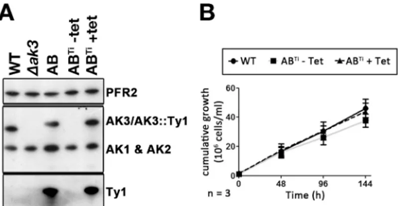 Fig 6. Conditional expression of AK3::Ty1. A. Western blotting with the Paris anti-TcAK antiserum, stripped and probed with the BB2 antibody and the anti-PFR2 as loading control shows absence of AK3 in the Δ ak3 cell line, with expression of AK3 restored w