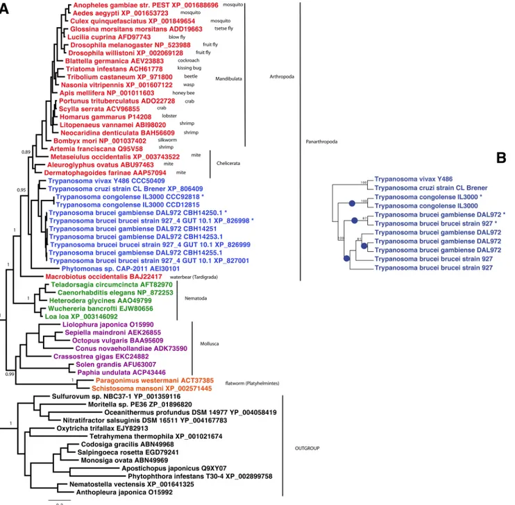 Fig 1. Phylogenetic analysis of arginine kinases. A. Bayesian tree of AK homologues from 62 representative taxa