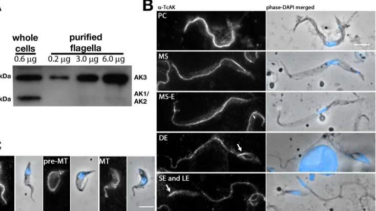 Fig 3. Endogenous AK3 localises to the trypanosome flagellum in all stages of the life cycle