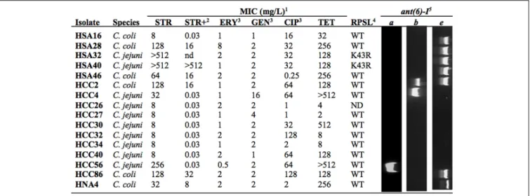 FIGURE 1 | Phenotypic and genotypic analysis of streptomycin (STR) resistant isolates
