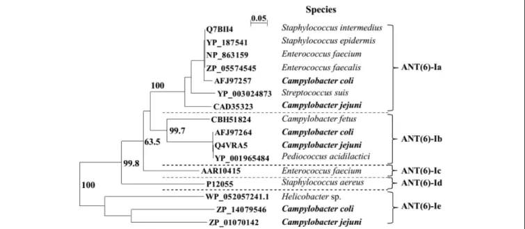 FIGURE 2 | The ANT(6)-I phylogenetic tree. Multiple sequence alignment was performed by Clustal X 2.1