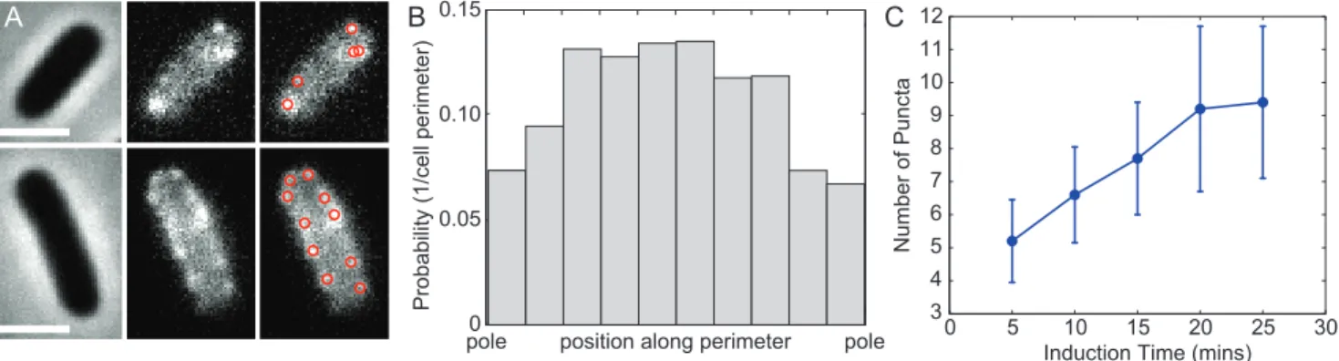 Figure 2. In bulk label-and-chase experiments, LamB puncta eventually localize at the poles