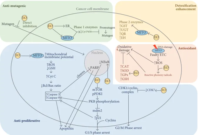 Figure 2: Essential oils cancer preventative and anticancer mechanisms of action. EOs possess antimutagenic, antiproliferative, antioxidant, and detoxifying capabilities acting on various pathways in the cancer cell as well as cancer preventative capabilit