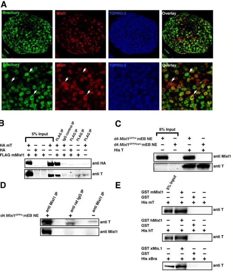 Figure 1. The Mixl1 homeodomain protein is co-expressed and interacts with Brachyury. (A) Immunofluorescence analysis of day 4 differentiated W9.5 mouse ESCs showing expression of Brachyury (green) and Mixl1 (red)