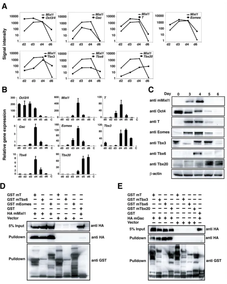 Figure 4. Tbx factors are co-expressed with Mixl1 during ESC differentiation and interact with Mixl1