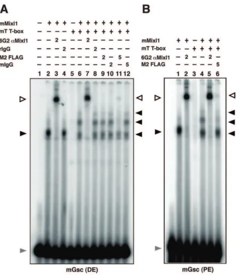 Figure 5. Interaction between T and DNA bound Mixl1. (A) Mixl1 and T form a complex on the Gsc promoter distal element (DE)