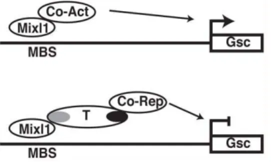 Figure 7. Model for repression of Mixl1 transactivating ability by T. Top panel: Mixl1 binds and activates expression of the Gsc gene promoter through the recruitment of co-activators