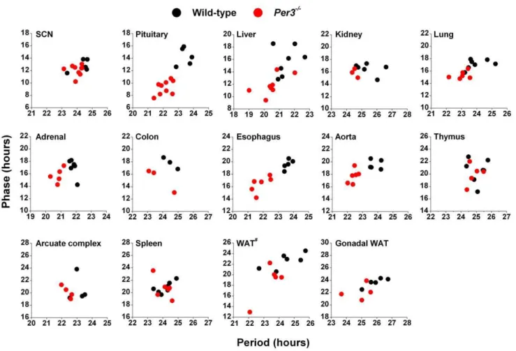 Table 1). We found that circadian organization was altered in Per3 2 / 2 mice such that the phases of PER2::LUC expression were advanced in pituitary, liver, lung, colon, esophagus, aorta, and gonadal white adipose tissue compared to wild-type mice