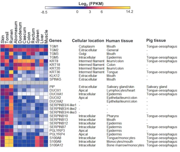 Figure 3 Expression profiles of innate immunity and epithelial development genes in sheep