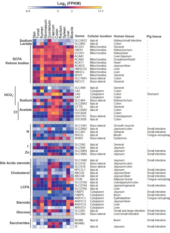 Figure 4 Gene expression profiles of metabolic processes discussed in the text. Data are presented with log 2 Fragments Per Kilobase of exon per Million fragments mapped (FPKM) values along with the  subcel-lular locations and/or tissues of pig (Freeman et