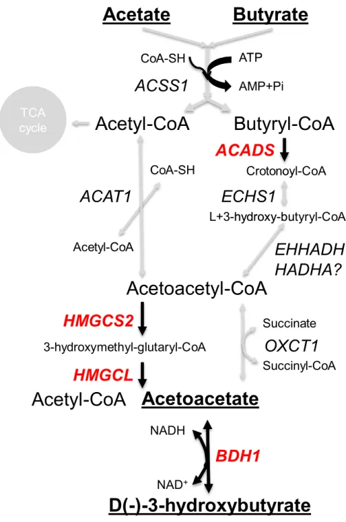Figure 5 Ruminant ketone body metabolism pathways. Key enzyme encoding genes (red text) and pathways (black arrow) are highlighted.