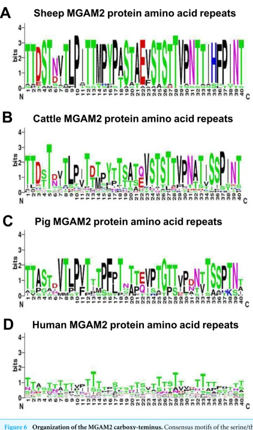 Figure 6 Organization of the MGAM2 carboxy-teminus. Consensus motifs of the serine/threonine rich 40 amino acid repeats at the carboxy-terminus of predicted MGAM2 proteins