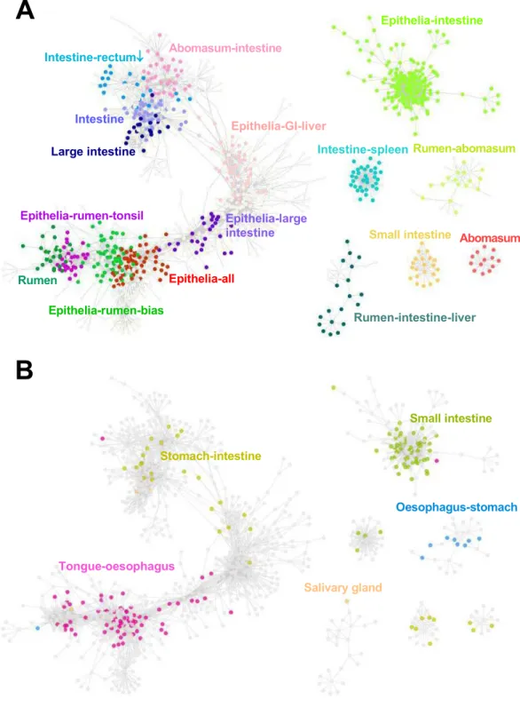 Figure 2 Gene co-expression network. (A) Each dot represents a sheep transcript and different colors represent the tissue(s) where the transcript showed high expression, compared to the other tissues
