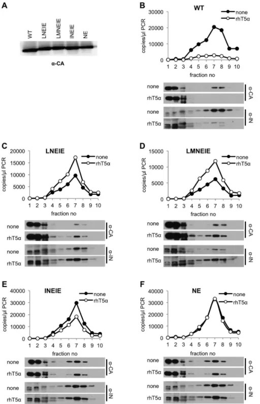 Figure 6. RhTRIM5 a -resistant mutants are immune to viral core disruption by rhTRIM5 a 
