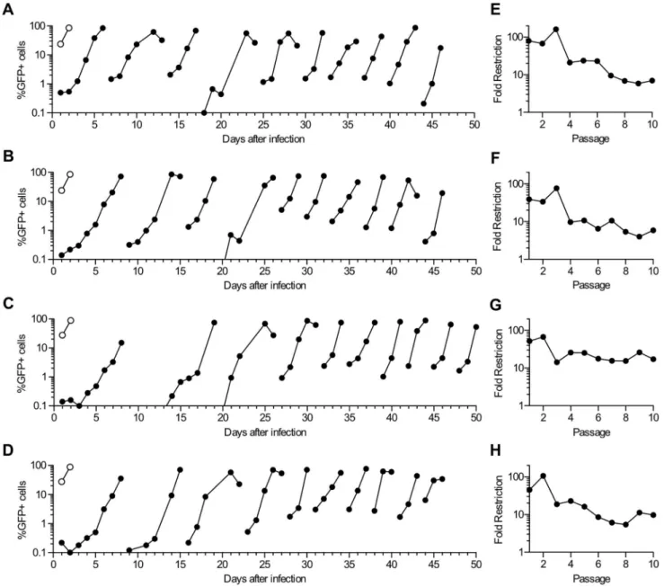 Figure 1. HIV-1 adaptation in human cell lines expressing rhTRIM5a. (A–D) MT2 and MT4 cells expressing either rhTRIM5a (filled symbols) or an empty vector (open symbols) were infected with HIV-1 NL4-3 /HIV-1 HXB2 /GFP (NHG)