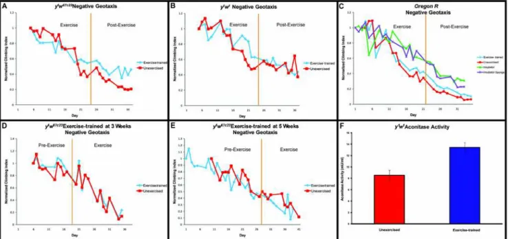 Figure 2. Negative geotaxis in aging, exercise-trained flies. (A): y 1 w 67c23 exercise-trained flies (blue diamonds) improve their negative geotaxis ability over their unexercised controls (red squares) by day 21 of the exercise-training regimen