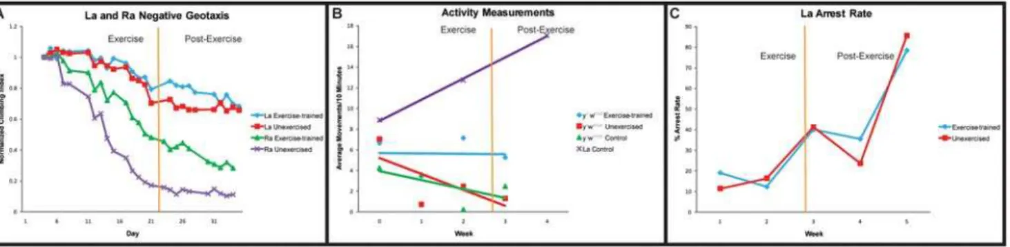 Figure 6. Mito-efficient flies display improved mobility. (A): Negative geotaxis of aging, exercise-trained, La flies