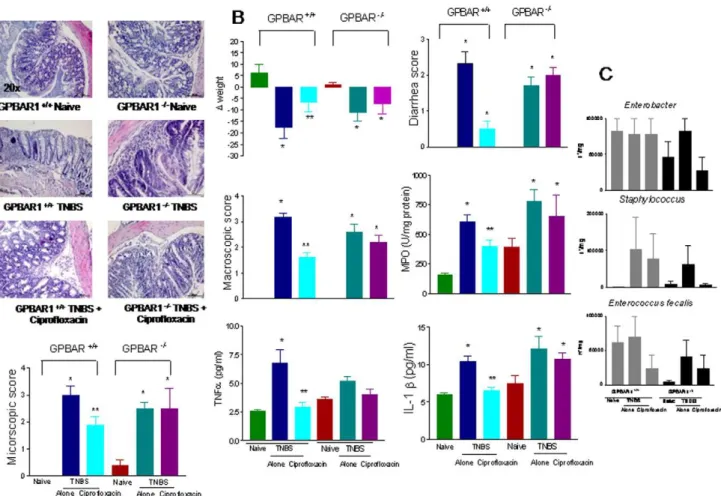 Figure S1 Flow cytometry analysis of lamina propria mononuclear cells isolated from wild type and  GP-BAR1 2 / 2 mice