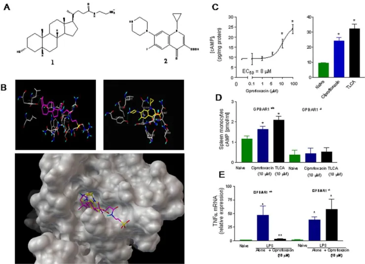 Figure 3. Ciprofloxacin is a GP-BAR1 ligand. Panel A. Chemical structure of taurolithocholic acid (1) a natural GP-BAR1 ligand and ciprofloxacin (2)