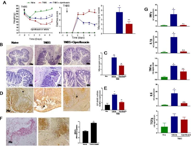 Figure 4. Effects of ciprofloxacin on colitis. Panel A. Systemic administration of ciprofloxacin (30 mg/kg/day) protects against development of signs and symptoms of colitis induced by TNBS in GP-BAR1 +/+ mice (n = 6–8; p,0.05 versus naı¨ve)