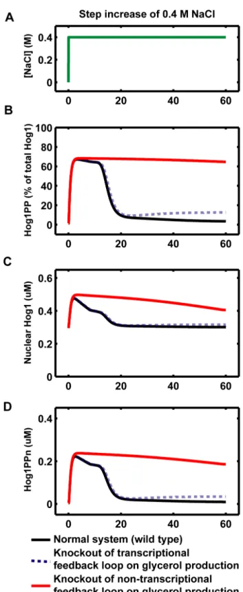 Figure 10. Model predictions of Hog1 responses for the knockouts of different feedback loops involved in glycerol production