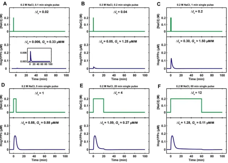 Figure 6. Nuclear phosphorylated Hog1 (Hog1PPn) response to single pulses of 0.2 M NaCl