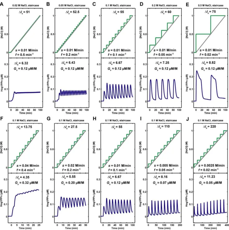 Figure 9. Nuclear phosphorylated Hog1 (Hog1PPn) response to different staircase NaCl stimulations