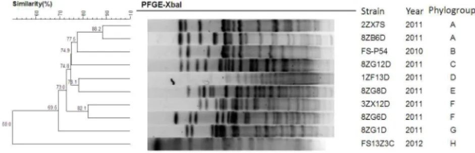 Figure 2. Location of the cfr gene in the 10 E. coli strains and their corresponding transformants