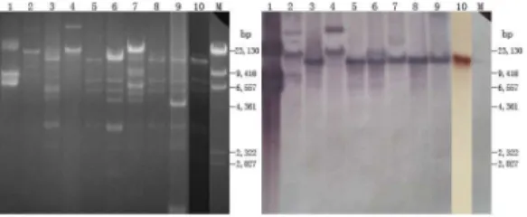 Figure 4. Genetic environment of the cfr gene in this study, and structural comparison with plasmids pEC-01 (accession number JN982327) from E