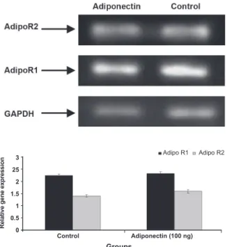 Fig 1: Morphology of normal human endometrial stro- stro-mal cells in the presence of adiponectin: Control group: 