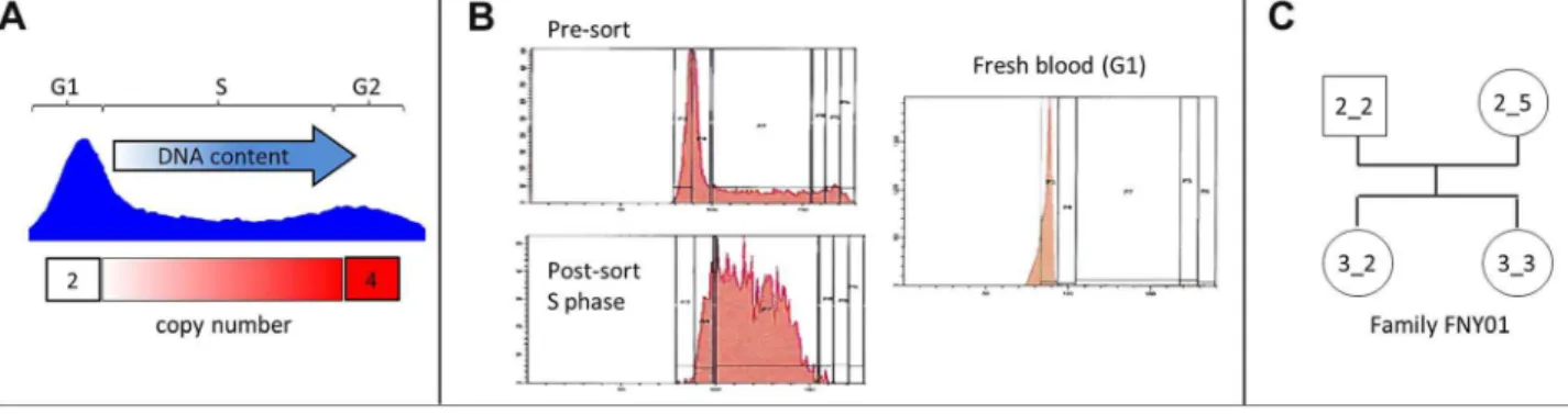 Figure 1. Allele specific timing profiles. A: Principle of the TimEX methods: DNA content from cells in the G1 and S phases of the cell cycle is compared