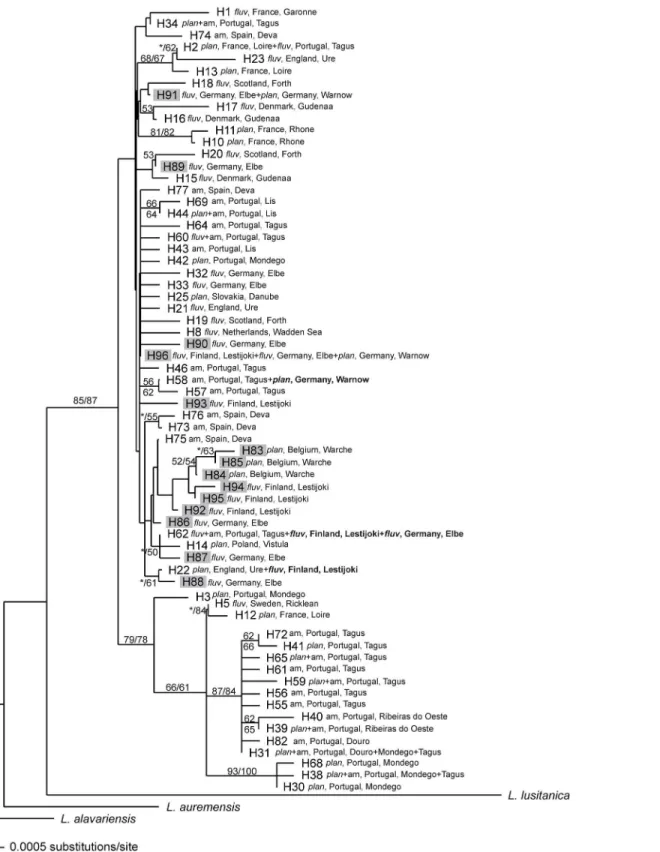 Fig 4. Neighbour-joining phylogenetic tree of 66 mitochondrial haplotypes of Lampetra (14 from this study (H83 to H96; grey shading) and the remaining 52 from GenBank database)