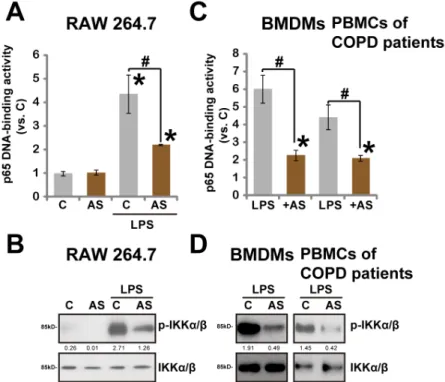 Fig 5. AS-703026 inhibits LPS-induced NF κ B activation. RAW 264.7 cells, BMDMs and COPD patients’