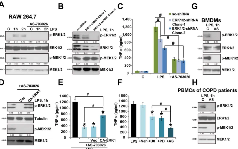 Fig 4. AS-703026 blocks LPS-induced MEK/ERK activation in murine macrophages and human monocytes