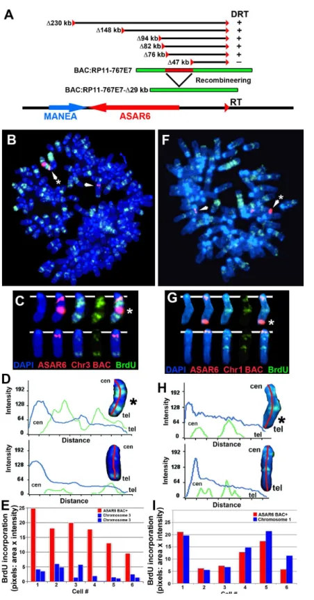 Figure 7. Ectopic integration of ASAR6 results in delayed replication of mouse chromosomes