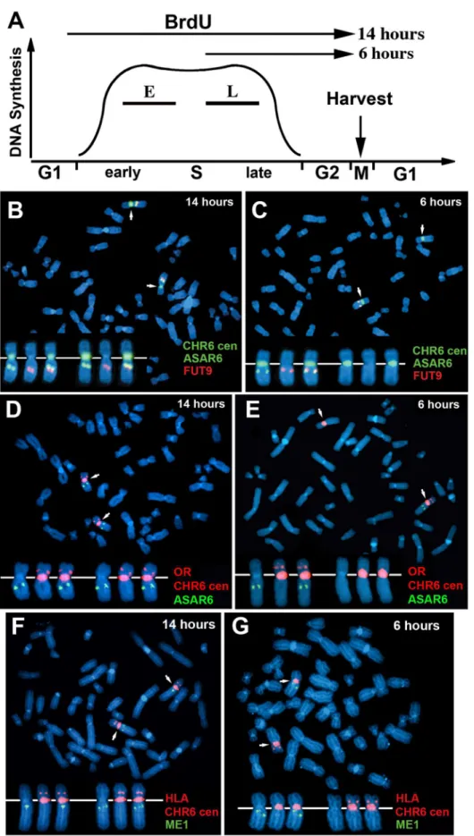 Figure 2. Coordinated asynchronous replication timing on chromosome 6. A) Schematic representation of the ReTiSH assay