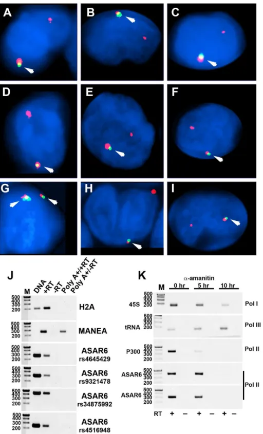 Figure 4. Mono-allelic expression of ASAR6 in human PBLs. A–I). RNA-DNA FISH for expression of ASAR6 
