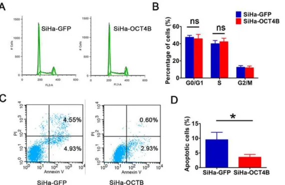 Fig 5. OCT4B promotes cell growth through inhibiting apoptosis. (A) Cell cycle analysis of SiHa-GFP and SiHa-OCT4B cells